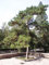 Chinesische Kiefer -Pinus tabuliformis- 20 Samen -Bonsai geeignet-