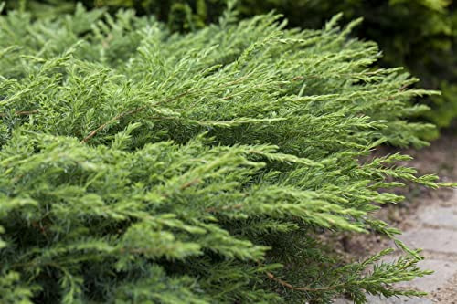 Juniperus conferta 'Slager' 20-30 cm - Japanischer Kriechwacholder, immergrün, nadelartige Blätter, ideal für Steingärten, pflegeleicht und winterhart