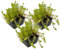 vdvelde.com - Tausendblatt - 12 Stück - 3 Teichkörbe - Myriophyllum Brasiliensis - Sauerstoffpflanze - Ausgewachsene Höhe: 10 cm - Platzierung: -1 bis -20 cm