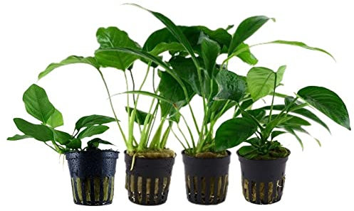 AquaOne Aquarium Pflanzen I 4x Anubias Wasserpflanzen I Barschbecken Aquarienpflanzen I Anubias caladiifolia angustifolia barteri nana I Anubiasbecken Set