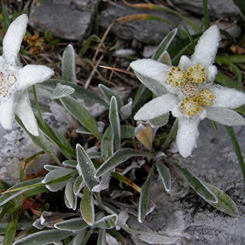 6 x Alpen Edelweiß - Leontopodium Alpinum Topf 9x9cm: Silbergraues Laub, weiße Blüten, alpiner Charme.