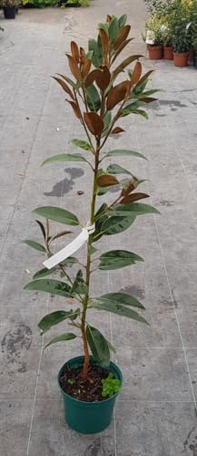 Magnolia grandiflora ALTA® 'Tmgh' / Magnolia d'été ALTA® / Conteneur de 2 à 2.9 litres/Baliveau
