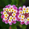 Haloppe 200 Pz Lantana Fiori Piante Semi per la Piantagione del Giardino di Casa, Semi di Fiori Freschi Paesaggistica Semi di Lantana per Giardino 200 pezzi