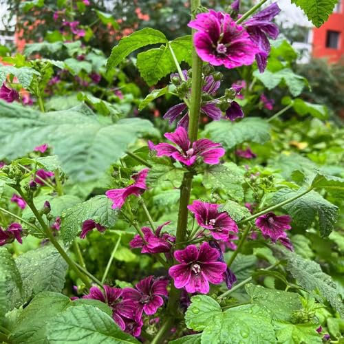 90 pcs malve samen stauden balkongarten Malva sylvestris,malvensamen pflanzen für balkonkästen winterhart balkonblumen gartenpflanzen winterhart blumenwiese mehrjährige blumenwiese