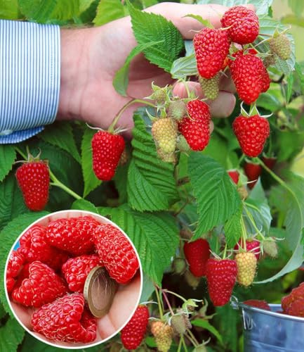 BALDUR-Garten 2x Riesenhimbeere Primeberry® Autumn Happy®, im 2-Liter Topf | Rubus idaeus, winterharte & pflegeleichte Pflanzen, sehr ertragreich, dornenlose Spitzenzüchtung, große Früchte
