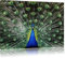 Pixxprint Schöner Pfau mit seinem Gefieder, Größe: 120x80cm, Leinwandbild, fertig gespannt, Wandbild, Dekoration, Kunstdruck, kein Poster
