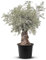 Tropictrees Bonsai Olivenbaum Winterhart für Draußen, 250 cm Höhe Bonsai Baum, Echt 140 Jahre alter Olea Europaea im Topf mit 100-120 cm altem knorrigem Stammumfang