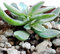 Crassula globularioides Britten pianta grassa vera succulenta rara
