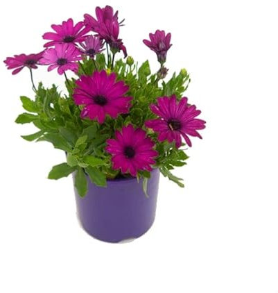 Margarita de Color Púrpura Dimorphoteca Morada Planta Natural de Exterior con Flores Violeta
