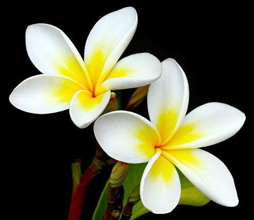 PLAT Firm Semi di GERMINAZIONE: Weiße Plumeria-Pflanze – Frangipani – 10,2 cm Topf