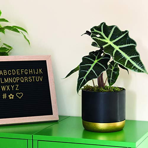 Alocasia amazonica Elephant Ear Plant Indoor Potted House Plants Perfect Housewarming Gifts for Home or Office Exotic Shiny Dark Green Likes Warm Temperatures 1 x 11cm Pot