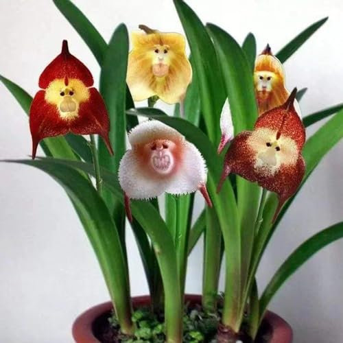 50 pcs affen orchidee pflanze kaufen samen - Dracula simia - blumensamen geschenk, pflanze, Affengesicht Orchidee, herbstblumen, samen zimmerpflanzen wildblumenwiese saatgut mehrjährig,