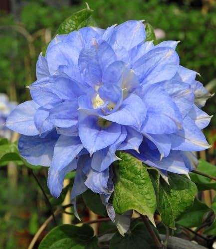 BALDUR Garten Clematis 'Crater Lake®', im 2-Liter Topf,1 Pflanze, mehrjährig & winterhart, pflegeleicht, bienenfreundlich, reichblühend, klettert & blüht am Spalier, Zaun & Obelisk, himmelblaue Blüten