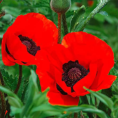 Oriental Poppy 'Beauty of Livermere'. Plug Plant x 4. Papaver. Red Flowers. Perennial. Available from Bedwen Plants