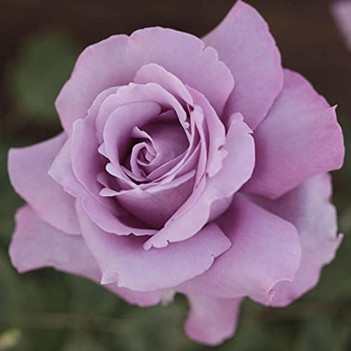 AMDGarden Pianta Rosa Brevettata Charles de Gaulle Meilland Profumata Vaso 19 cm Colore Lilla Rosa per Esterni
