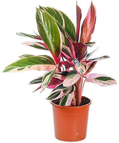 Calathea Stromanthe Triostar | Zimmerpflanze fürs Zuhause oder das Büro Mehrfarbig