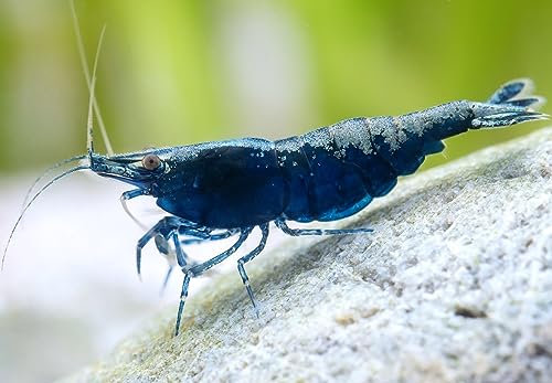 Garnelio - Blue Sapphire I Wundervolle tiefblaue Farbform I einfach in der Pflege I lässt Sich Prima vermehren I für Einsteiger geeignet