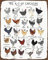 Hühner-Druck Hühnerrassen Kunst Alphabet Poster Hühnerliebhaber Geschenk Huhn-Poster Hühnerrassen Bauernhof Hühnerstall Dekor Werkzeug Blechschild 20,3 x 30,5 cm