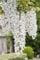 Weißer Chinesischer Blauregen Wisteria sinensis 'Alba' veredelte Kletterpflanze im Topf gewachsen (40-60cm)