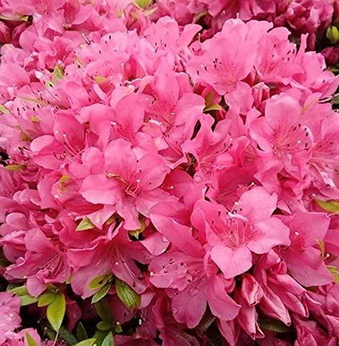 Kriechende Immergrüne Zwerg Azalee Talamanca 25-30cm - Rhododendron nakaharai - Gartenpflanze