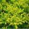 Mauerpfeffer-Notoginseng-Samen, 100 Stück Sedum Aizoon-Samen, gesunde, nahrhafte, essbare Sedum-Goldmoos-Fetthenne-Sedum-Acre-Samen für zu Hause Samen