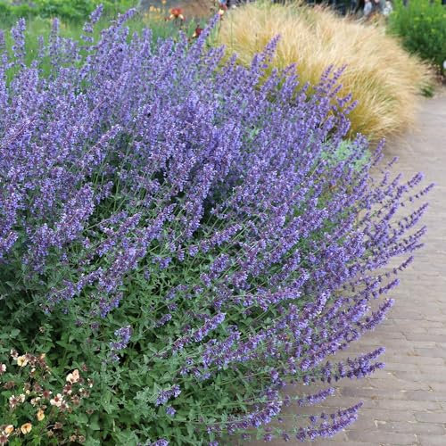 Plant Theory 9cm Pot Nepeta Racemosa Walkers Low Catnip Perennial
