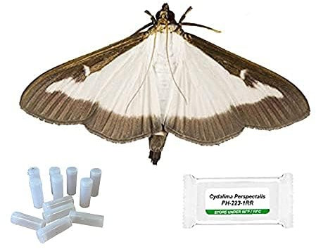 PlantPro Box Tree Moth Trap Refill Pheromone Lures - Pack of 4