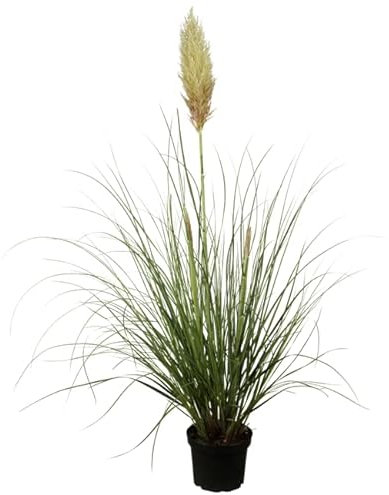 Cortaderia selloana C5 60-100 cm Pampasgras,winterhart, deutsche Baumschulqualität, im Topf für optimales anwachsen