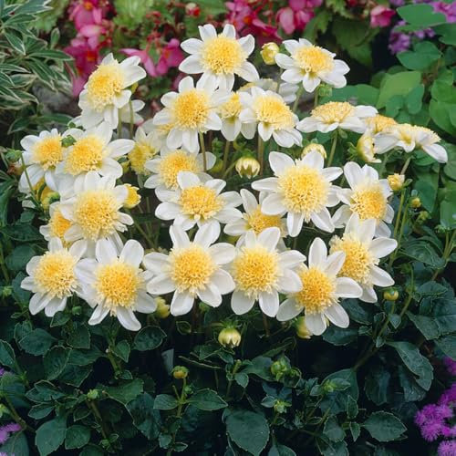 1 x Dahlia Anemone Flowering White – Powder Puff Blooms – Superb in Borders & Bouquets – Summer Flowering Bulb – Perennials – for Your Beautiful Garden