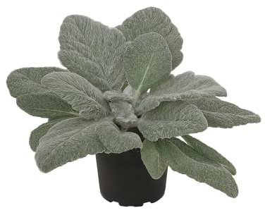 Salvia argentea, Silberblatt-Salbei, winterhart im Topf 12 cm - im Topf 12 cm, in Gärtnerqualität von Blumen Eber - 12 cm