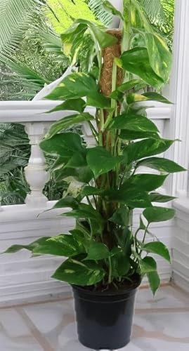 GASMIS Efeutute scindapsus am Moosstab 17 Topfgröße