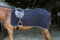 Riding World Nierendecke aus Polarfleece, schwarz grau, 140cm