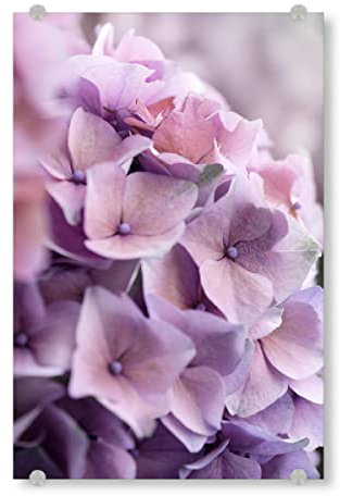 artboxONE Acrylglasbild 90x60 cm Natur Hortensie Blüten Altrosa Bild hinter Acrylglas - Bild Blume Blume blüte
