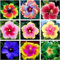 Hibiscus Pflanzen zwiebeln,winterharte,farbenfrohe Blüten,hibiscus Pflanzen,Pflanzen in Top Qualität,bienenfreundlich,pflegeleicht,Heimdekoration geeignet,hibiskus pflanzen.-2zwiebeln-A