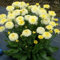 300 Pcs Margeriten Samen Mehrjährig Winterhart - Blumendeko, Pflanzen Für Sonnige Plätze Margeritensamen Wildblumensamen, Hochbeet Samen Kräuterpflanzen, Blumen Für Balkon Wiesensaatgut,