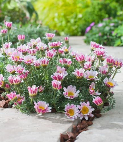 BALDUR Garten 9x Winterharter Bodendecker Afrikanisches Ringkörbchen | Pflanzen im 9x9 cm-Topf, Anacyclus depressus, Polsterstaude, Ringblume, winterhart & mehrjährig, Staude, trockenresistent,