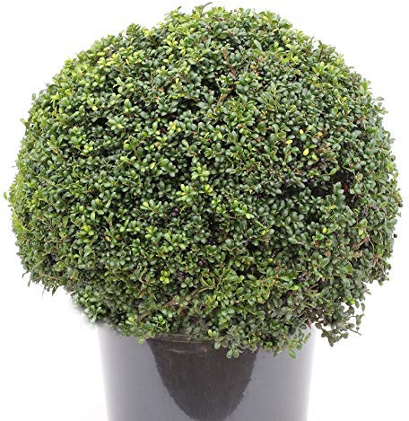 Kugelschnitt Japanische Stechpalme Ilex Glori Gem 30-40cm - Ilex crenata