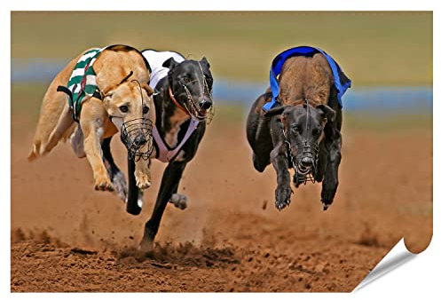 islandburner XXL Bild Poster Sprintende Windhunde Foto Premium Bilder Fotodruck IQLN-PGR