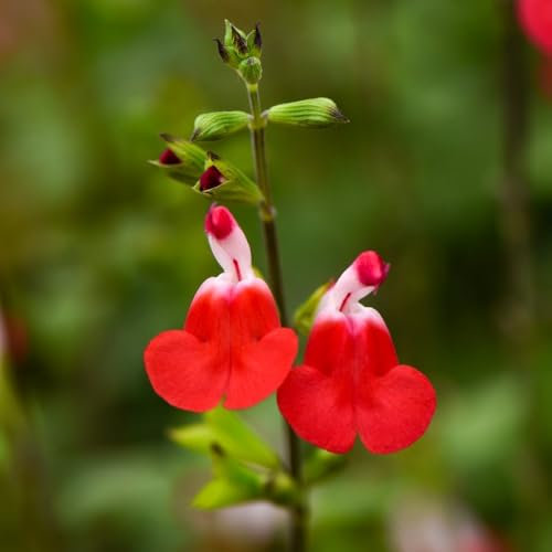 Salvia 'Hot Lips' Stunning Bi-Color Blooms Red and White Long-Lasting Flowering Hardy Perennial Attracts Pollinators 3X or 4X 2 Litre Pots by Thompson and Morgan