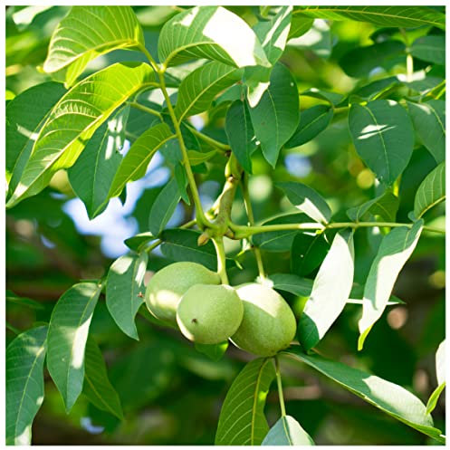 Large English Walnut Fruit Tree 4-5ft Tall in 6L Pot, Grow Nuts, Juglans Regia, 3fatpigs®