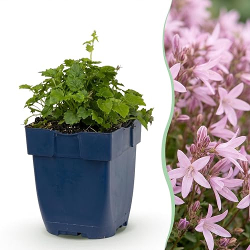 Green boutiQ - Stauden - Campanula posch. Lisduggan Variety - Rittersporn - Bodendecker - Weiß - 24 Pflanzen - Topf 11cm - Höhe 15-25cm