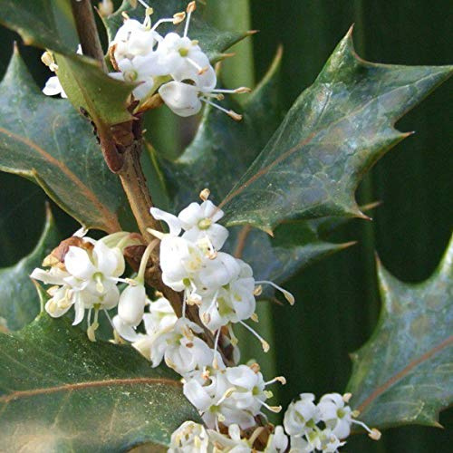 Osmanthus Heterophyllus 'Variegatus'- Osmanthe à feuilles variables 'Variegatus' 20-25 cm en conteneur
