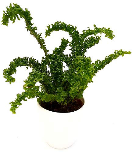 POWERS TO FLOWERS - FELCE DA INTERNO, EMINA DRAGON TAIL, PIANTA PURIFICA ARIA, IN VASO CERAMICA BIANCO A RIGHE, pianta vera