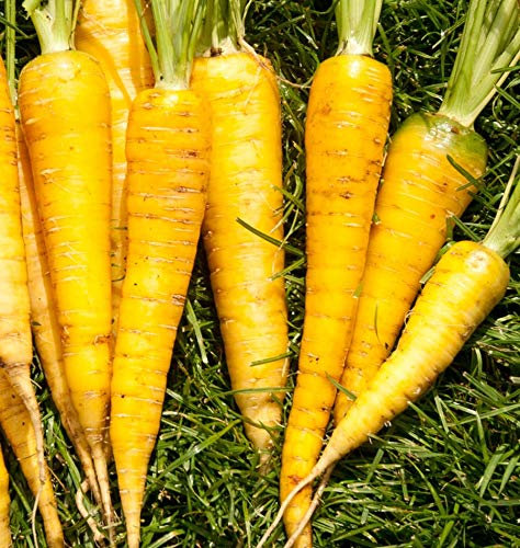 Lotto di 500 semi di carota gialla di Doubs - Varietà produttiva e dolce - Qualità di gusto eccezionale - Semi di carota riproducibili