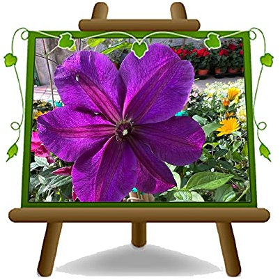 Großblütige Clematis lila Kletterpflanze Zierpflanzen topf 17 cm