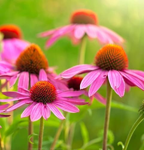 100 Semillas de Equinácea púrpura (Echinacea purpurea) - sin tratar