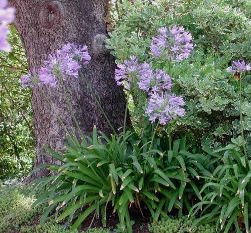 Frischer Lily of the Nile - 25 Seeds - Blumen - Blau afrikanische Lilie - Agapanthus africanus
