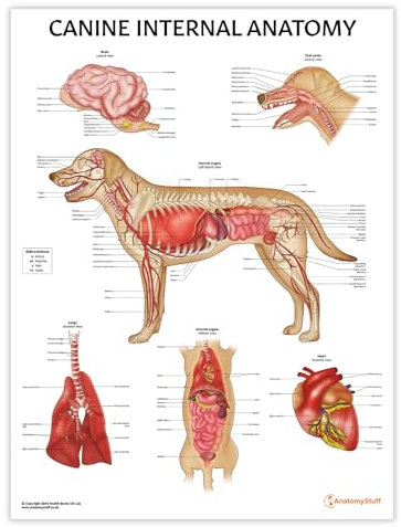 Poster mit internen Organen von Hunden, 45 x 60 cm, Tierarztstudenten, Anatomie, anatomisches Lernwerkzeug, Tierarztbiologie