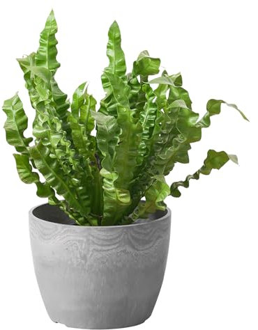 Ekirlin 15CM Planters-Indoor Plant Pot with Drain Hole and Drainage Mesh Grid Screen, Natural Cement Textures Modern Plastic Garden Pots for Home & Outdoor