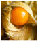Exotic Plants Physalis pruinosa - Ananaskirsche - 10 Samen